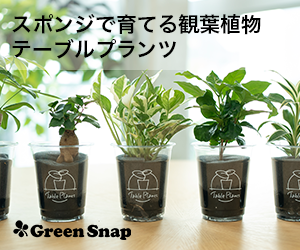 幸運をもたらす木 ベンジャミン は種類が多く金運効果が高い Gajumarualien Blog 幸運をもたらす木 ベンジャミン は種類が多く金運効果が高い Gajumarualien Blog